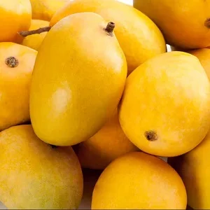 Alphonso Mango