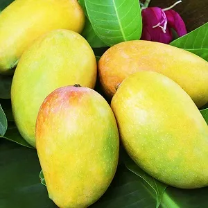 Dasheri Mango