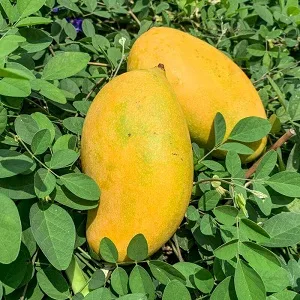 Mallika Mango