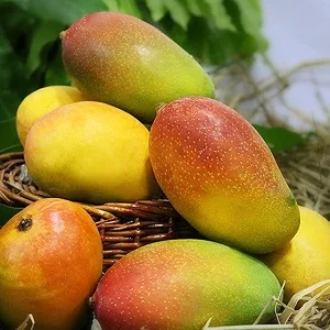 Suvarna Rekha Mango