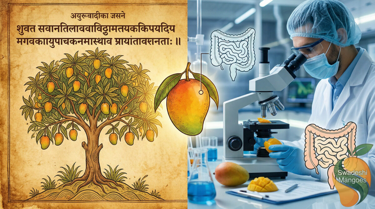 Mangoes and Gut Health: What Ayurveda Knew 3,000 Years Before the Texas A&M Study